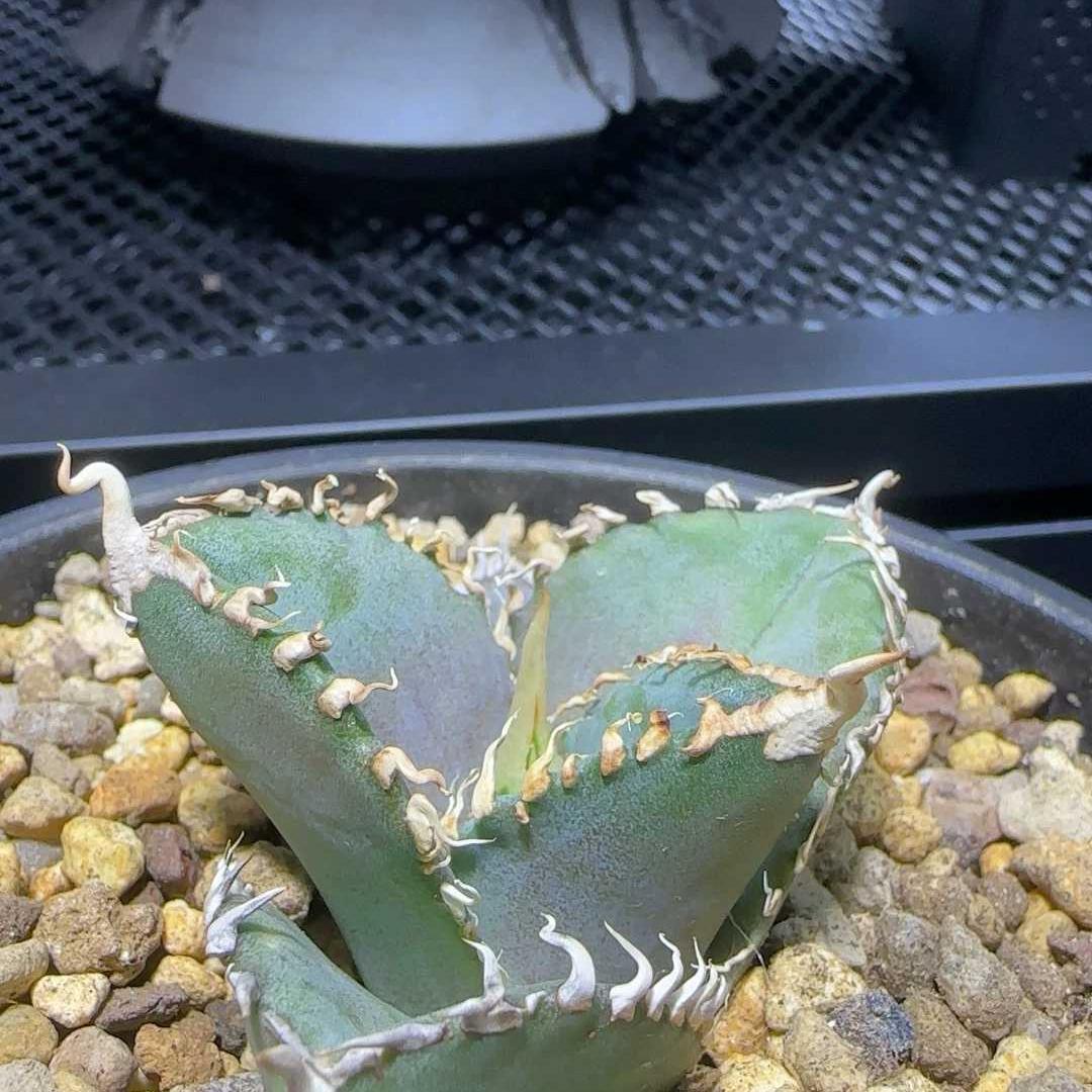 4-6cm Agave Titanota 'King Kong'（tissue culture）