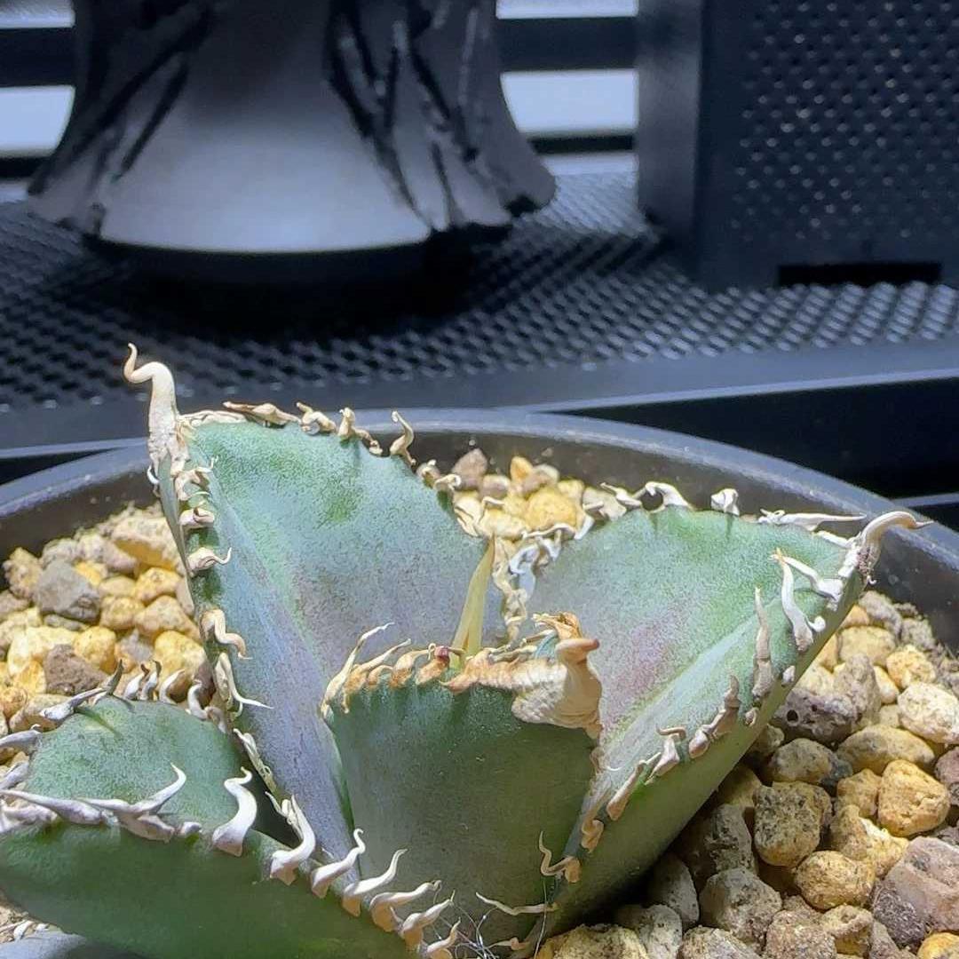 4-6cm Agave Titanota 'King Kong'（tissue culture） – Succulent Purrs