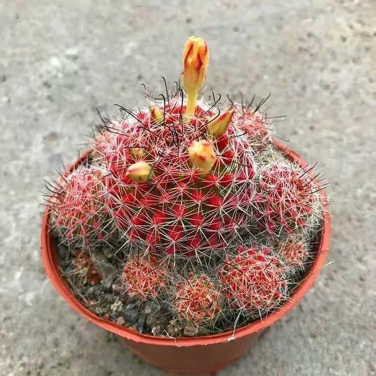 4-8cm Mammillaria beneckei
