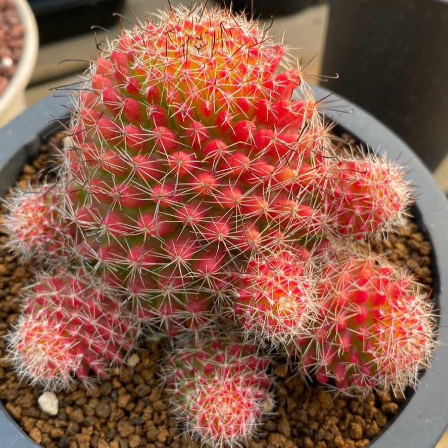 4-8cm Mammillaria beneckei