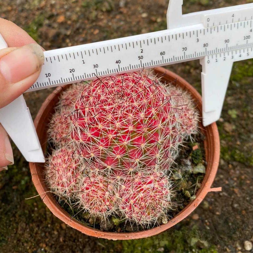 4-8cm Mammillaria beneckei