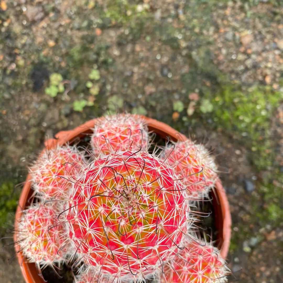 4-8cm Mammillaria beneckei