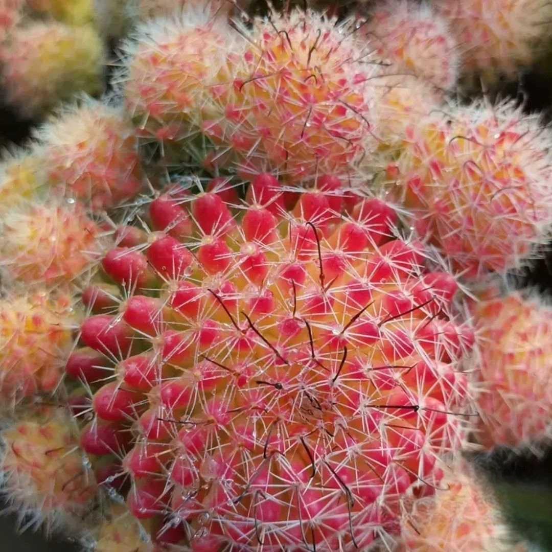 4-8cm Mammillaria beneckei