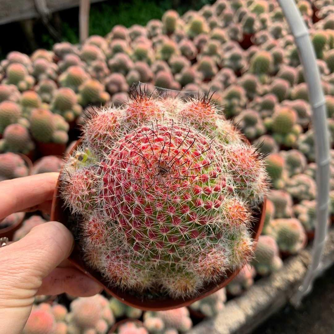 4-8cm Mammillaria beneckei