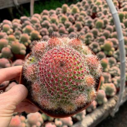 4-8cm Mammillaria beneckei