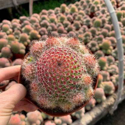 4-8cm Mammillaria beneckei