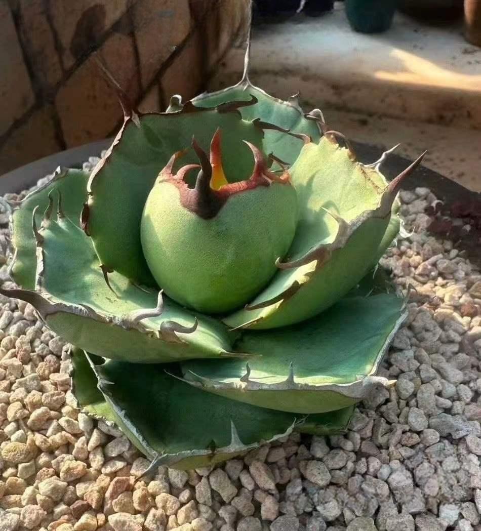 4-6cm Agave titanota Juggernaut （tissue culture）