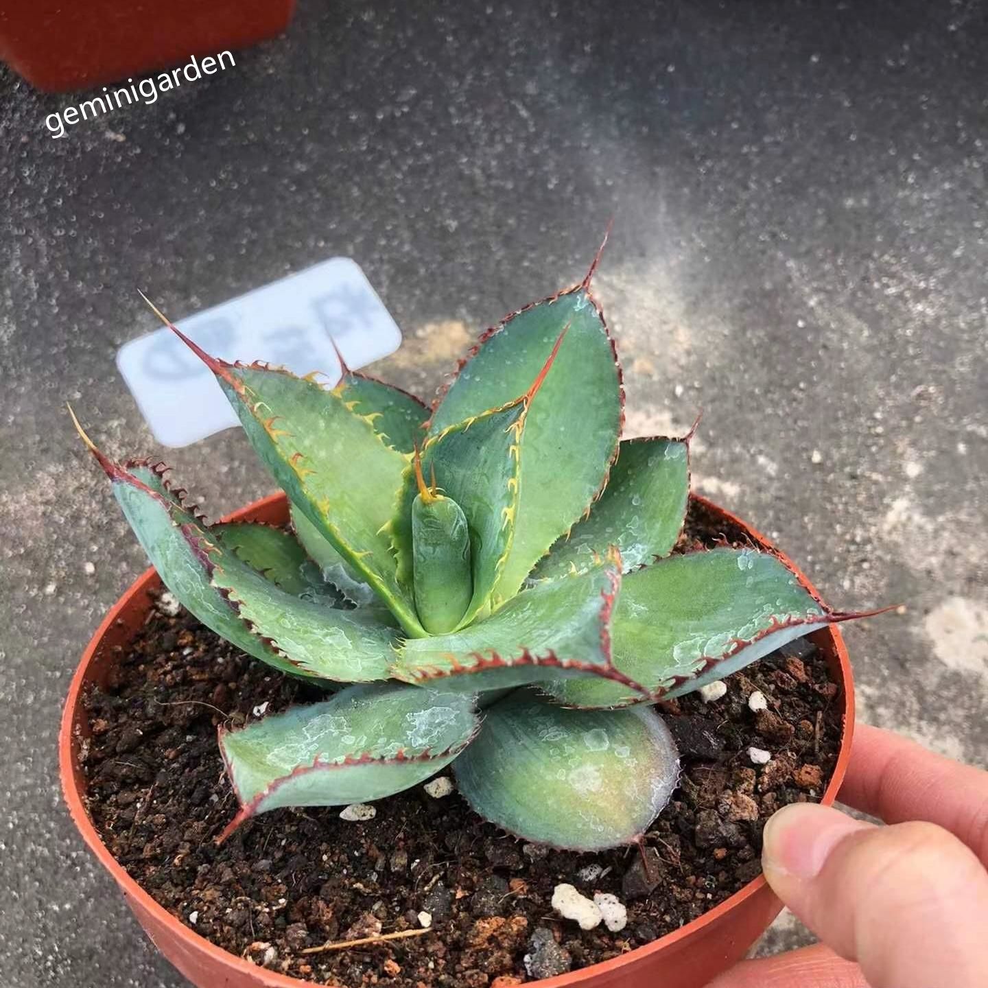 10-12cm Agave bovicornuta