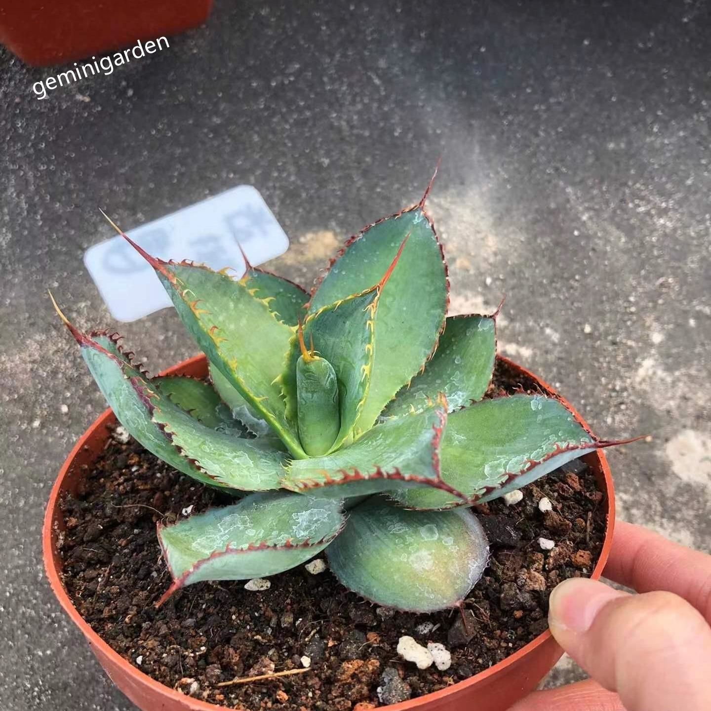 10-12cm Agave bovicornuta