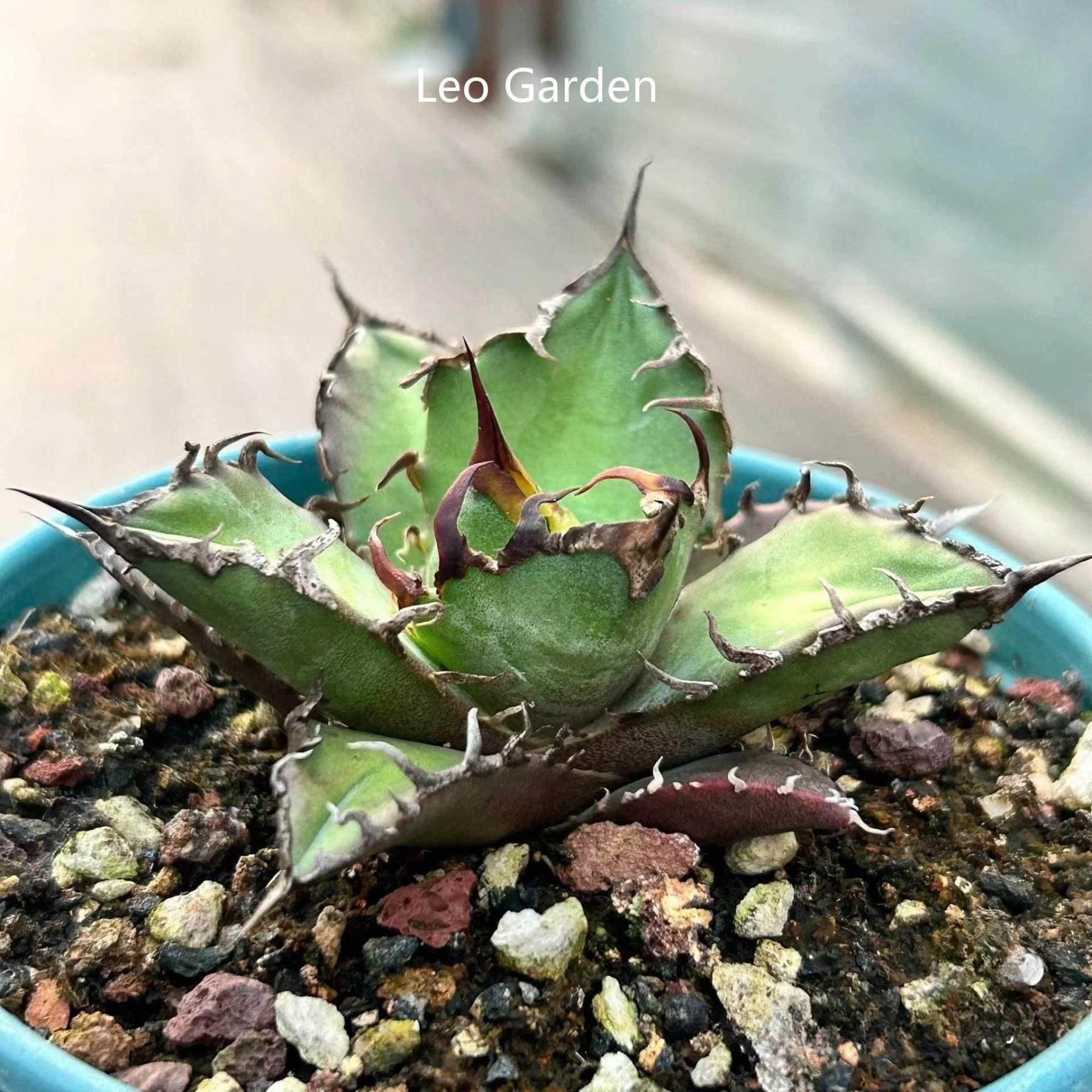 5-14cm Agave oteroi 'Red Catweezle'