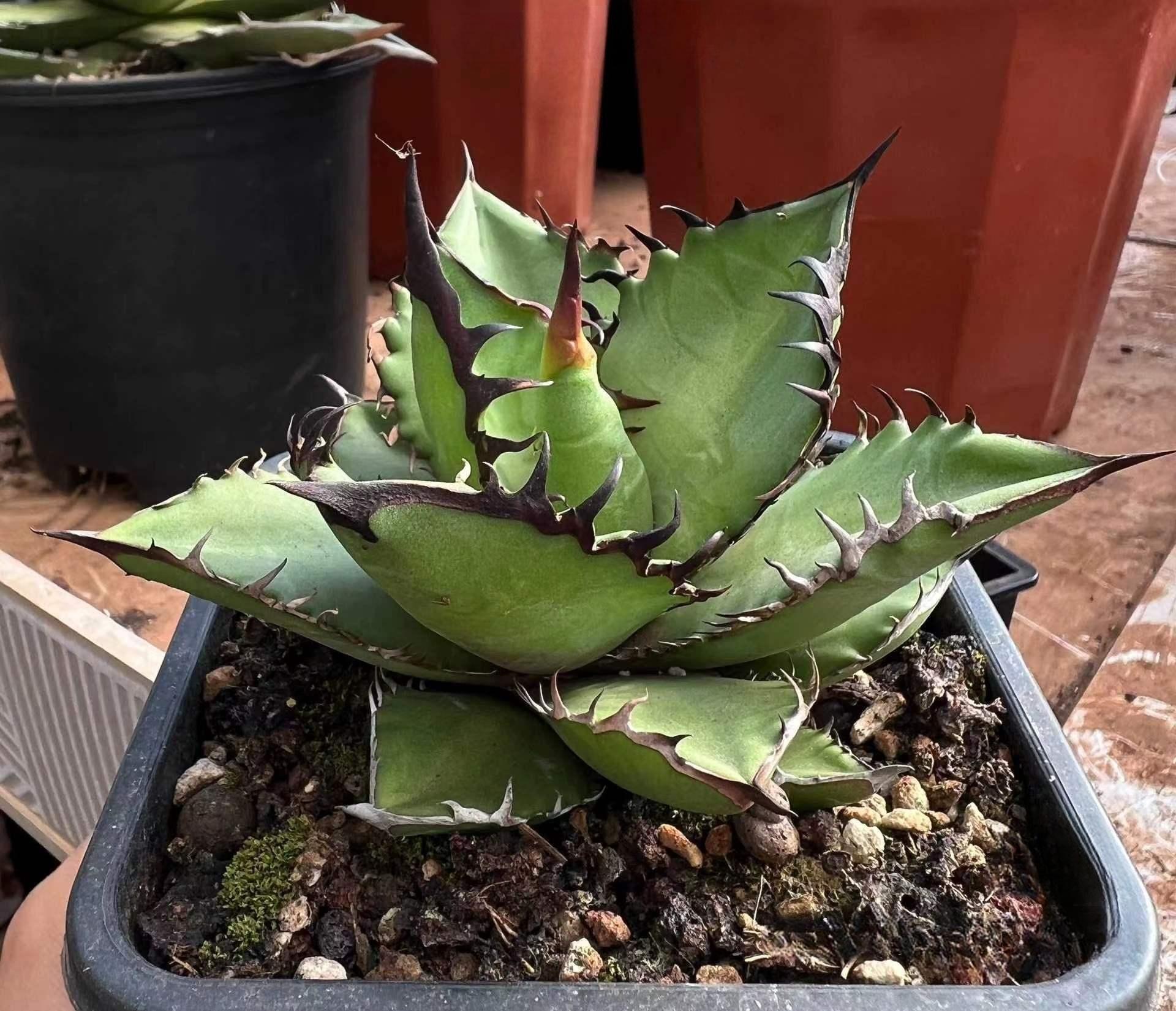 5-15cm gave oteroi 'Black Flame'