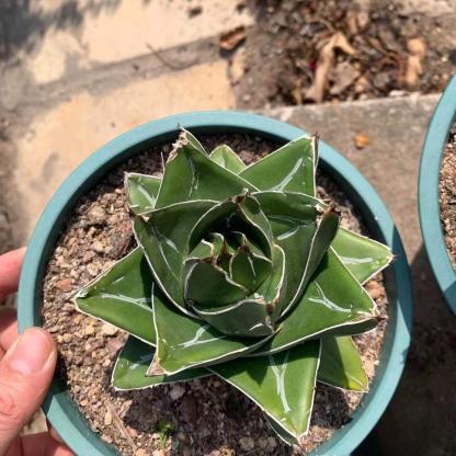 4-14cm Agave victoriae-reginae 'Super Wide'