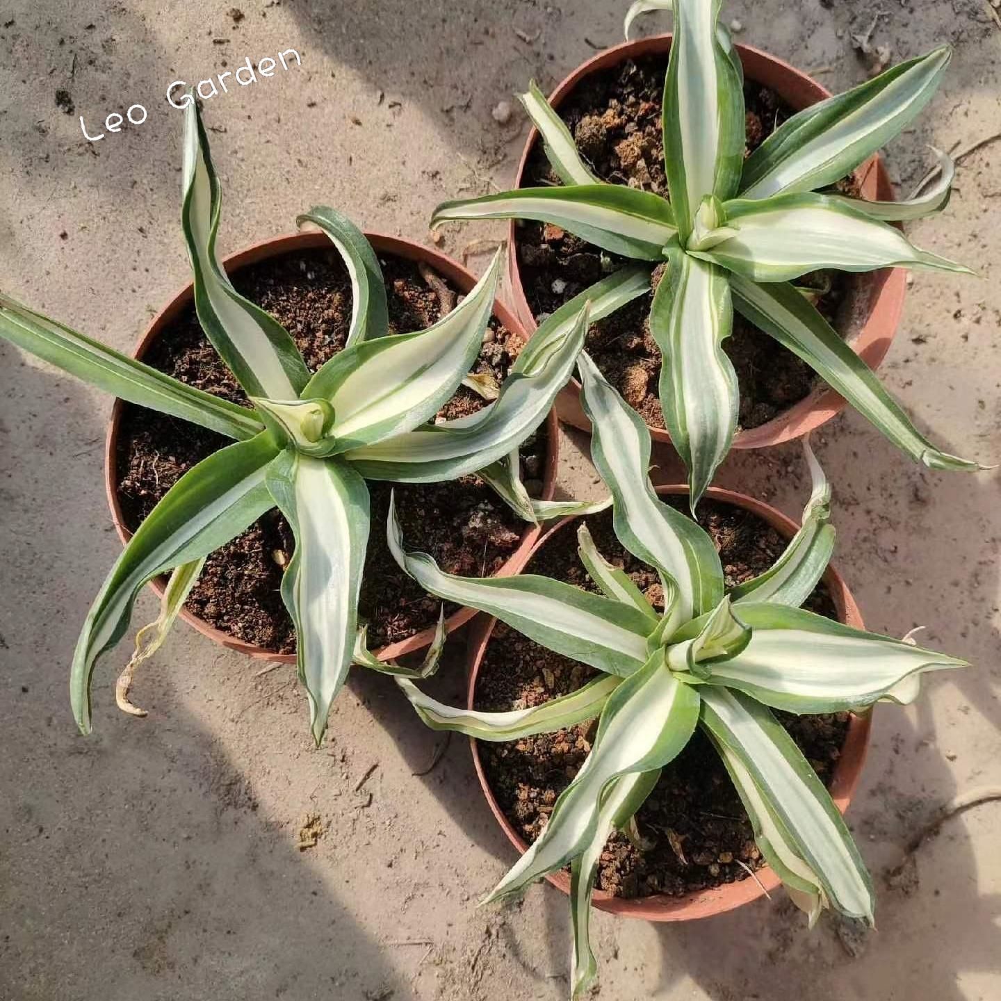 10-25cm Agave desmetiana mediopicta alba