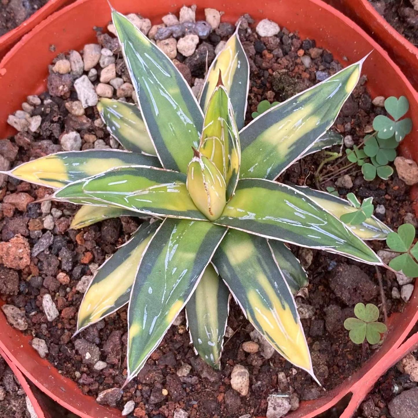 6-8cm Agave victoriae-reginae Sun King