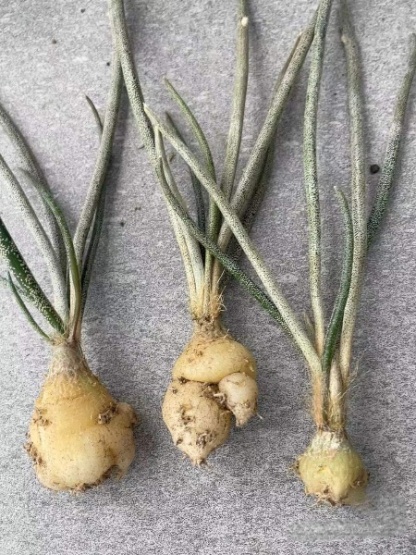 0.5-6cm cmAstrophytum caput medusae