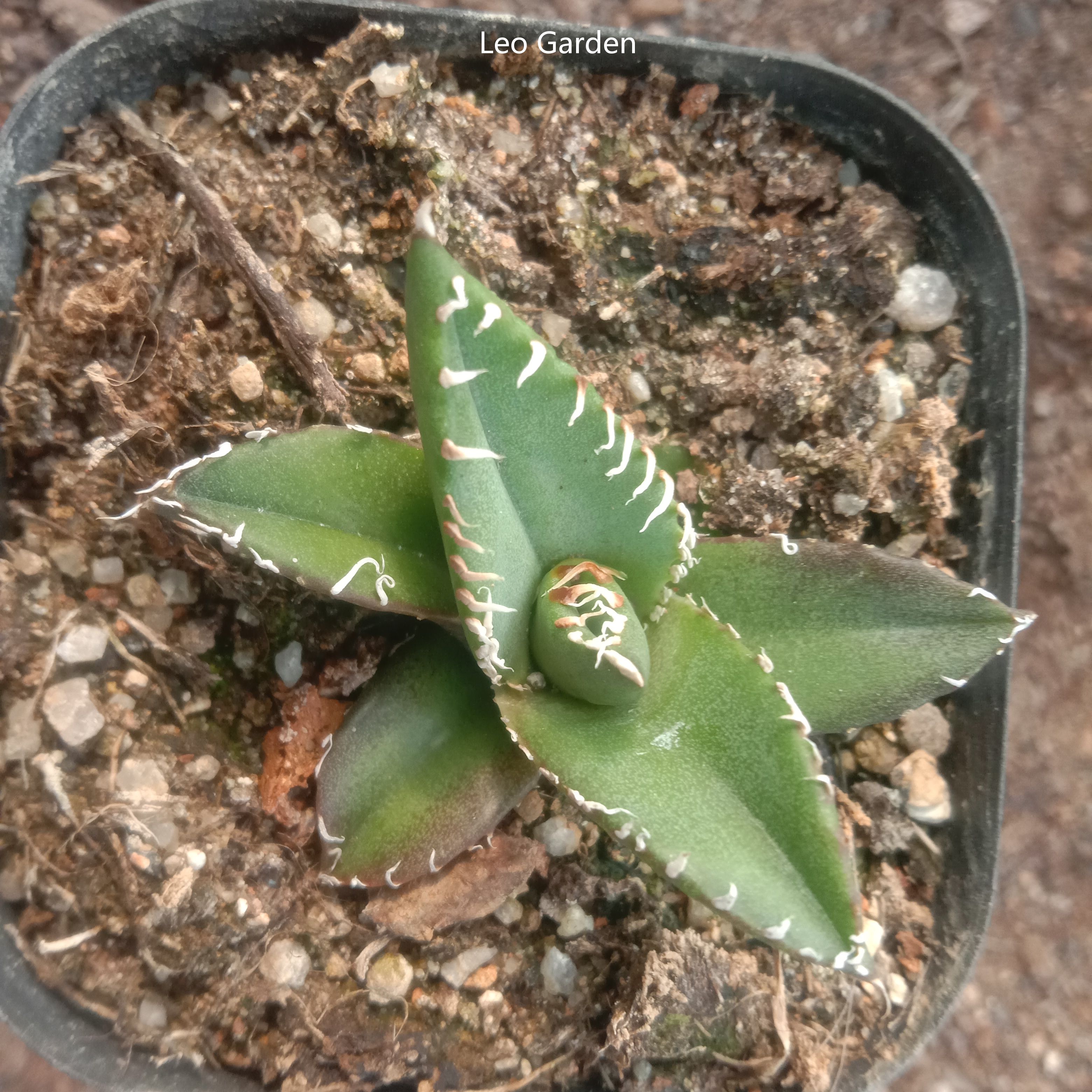 3-4cm Agave titanota “SAD”  （tissue culture）