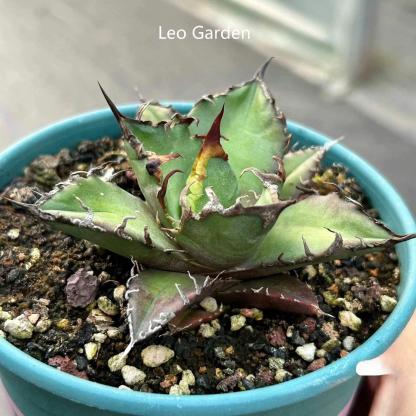 5-14cm Agave oteroi 'Red Catweezle'