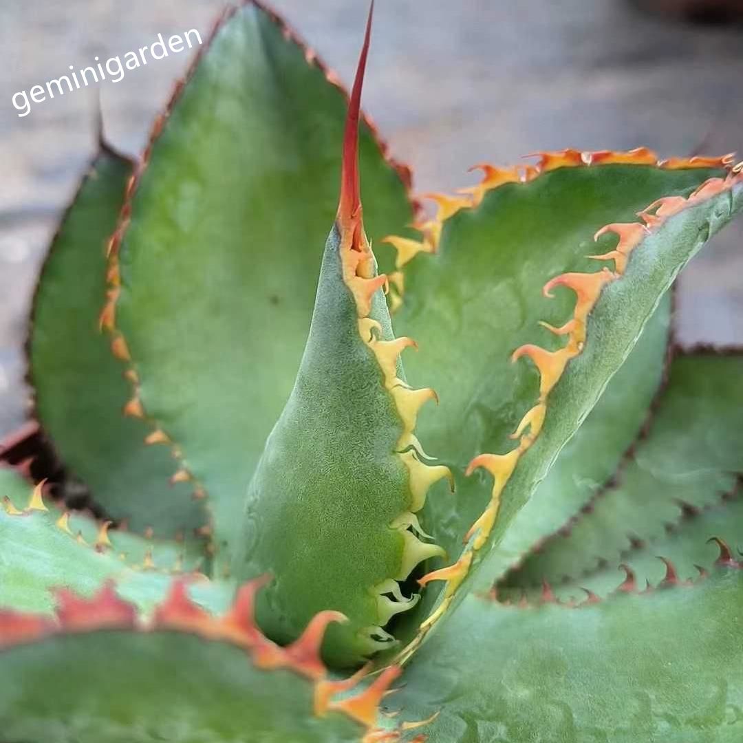 10-12cm Agave bovicornuta