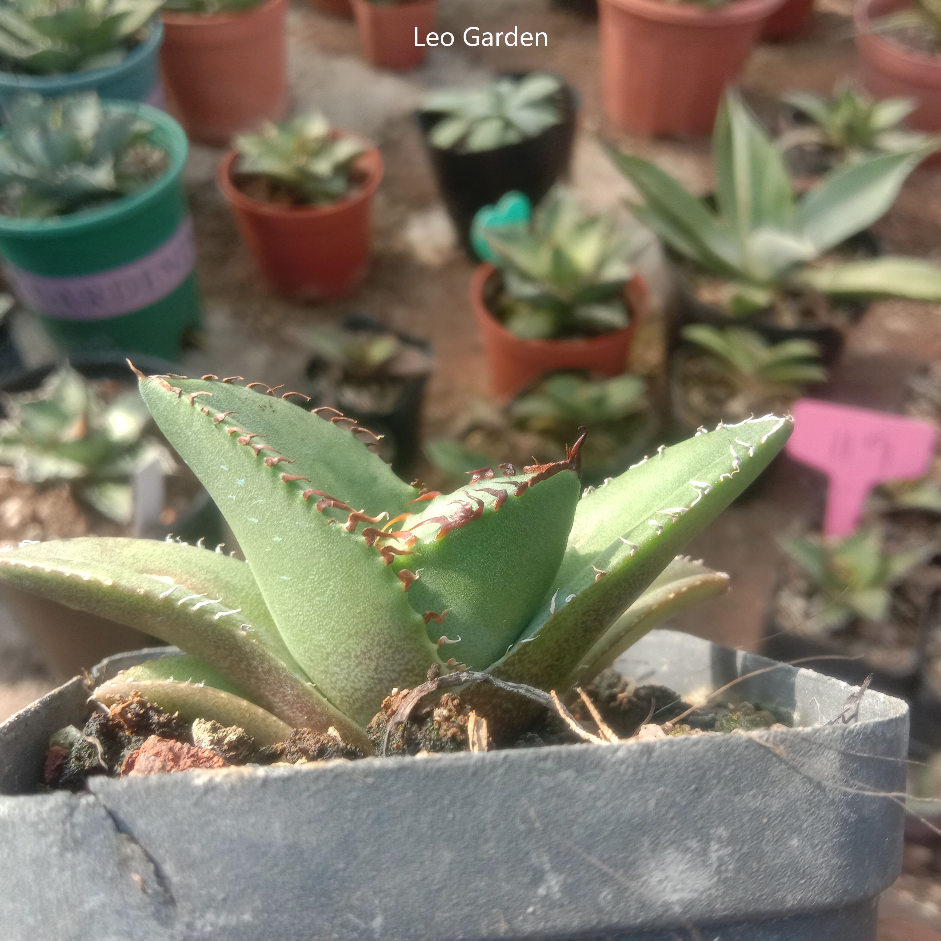 4-6cm Agave titanota Juggernaut （tissue culture）