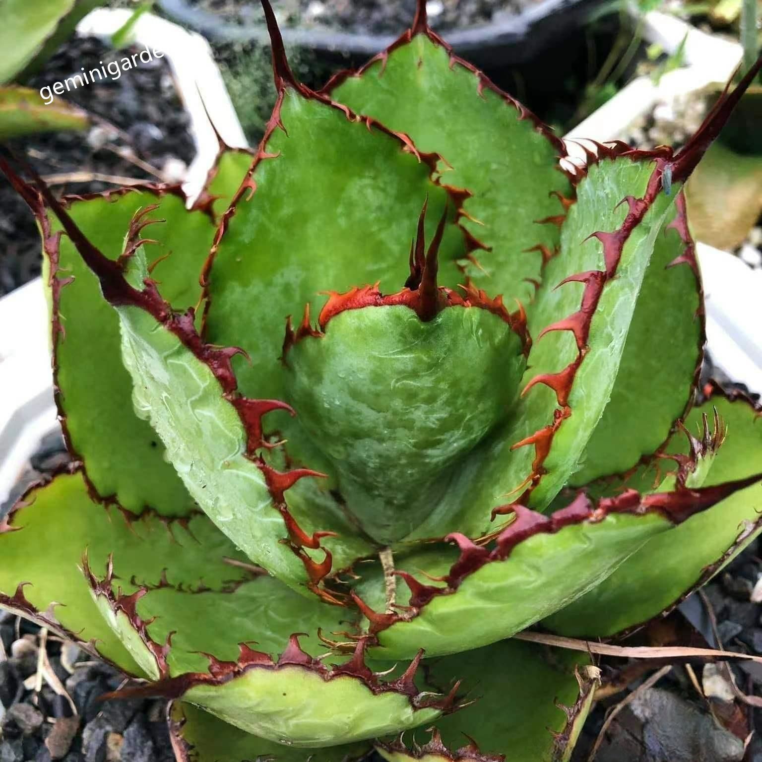 10-12cm Agave bovicornuta