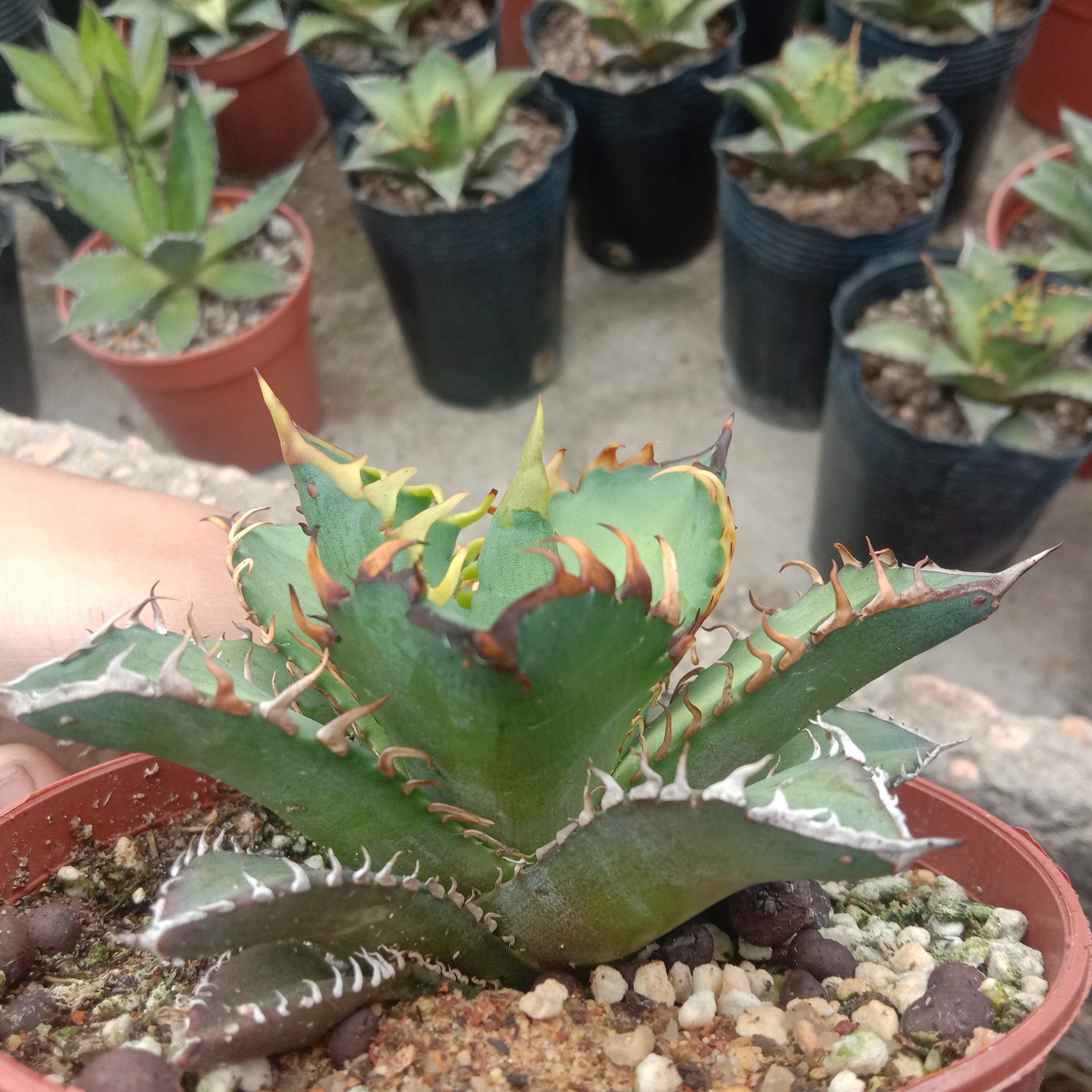 2-6cm Agave oteroi 'Red Catweezle'（tissue culture）