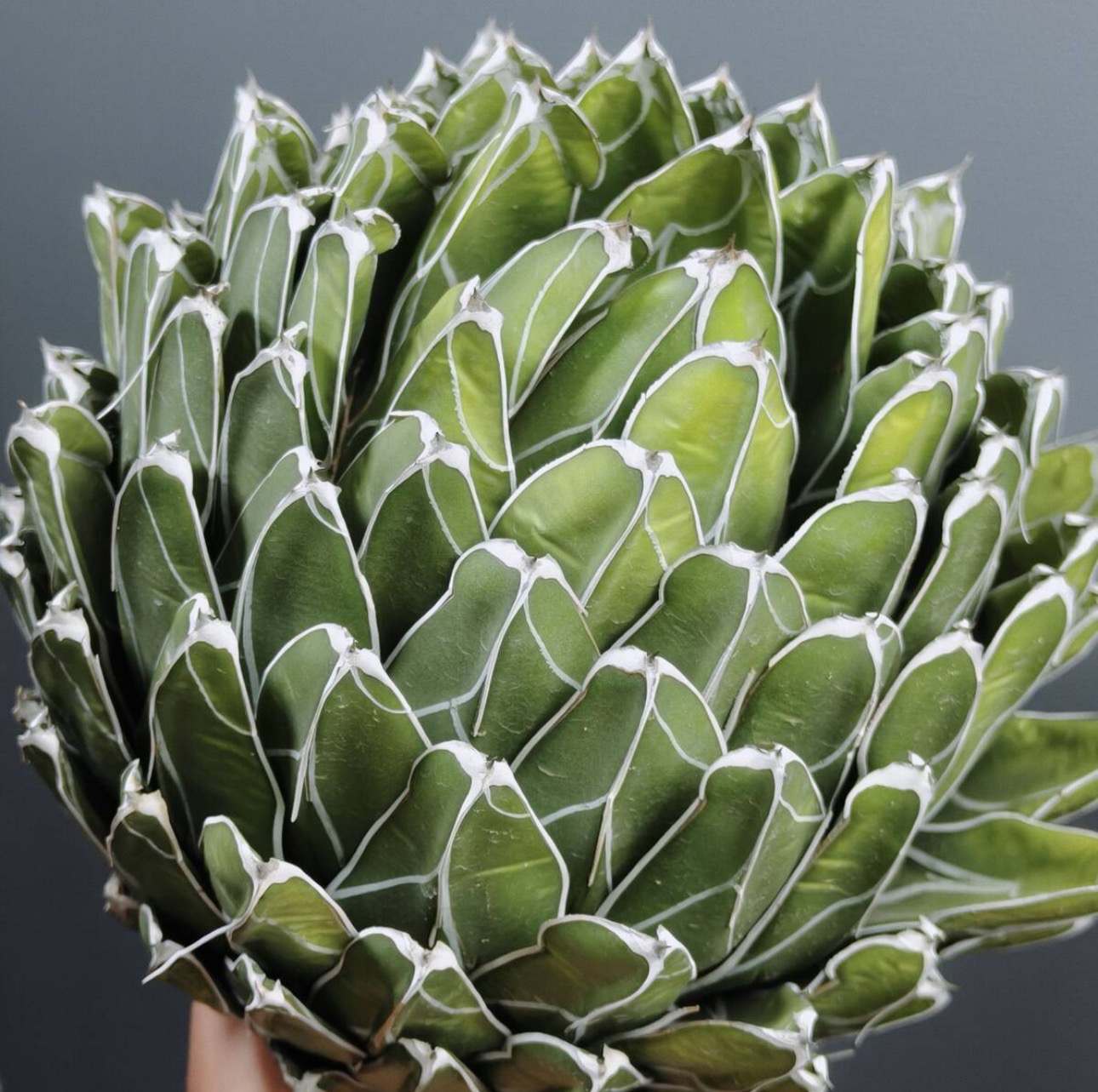 13-15cm Agave victoriae-reginae（similar to the place of origin）