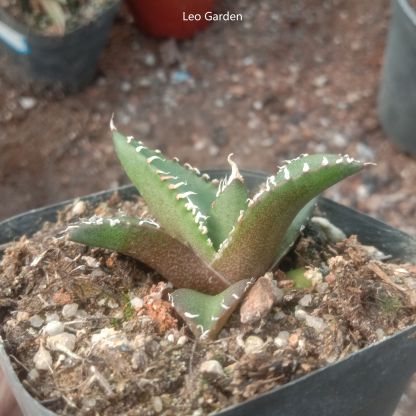 3-4cm Agave titanota “SAD”  （tissue culture）