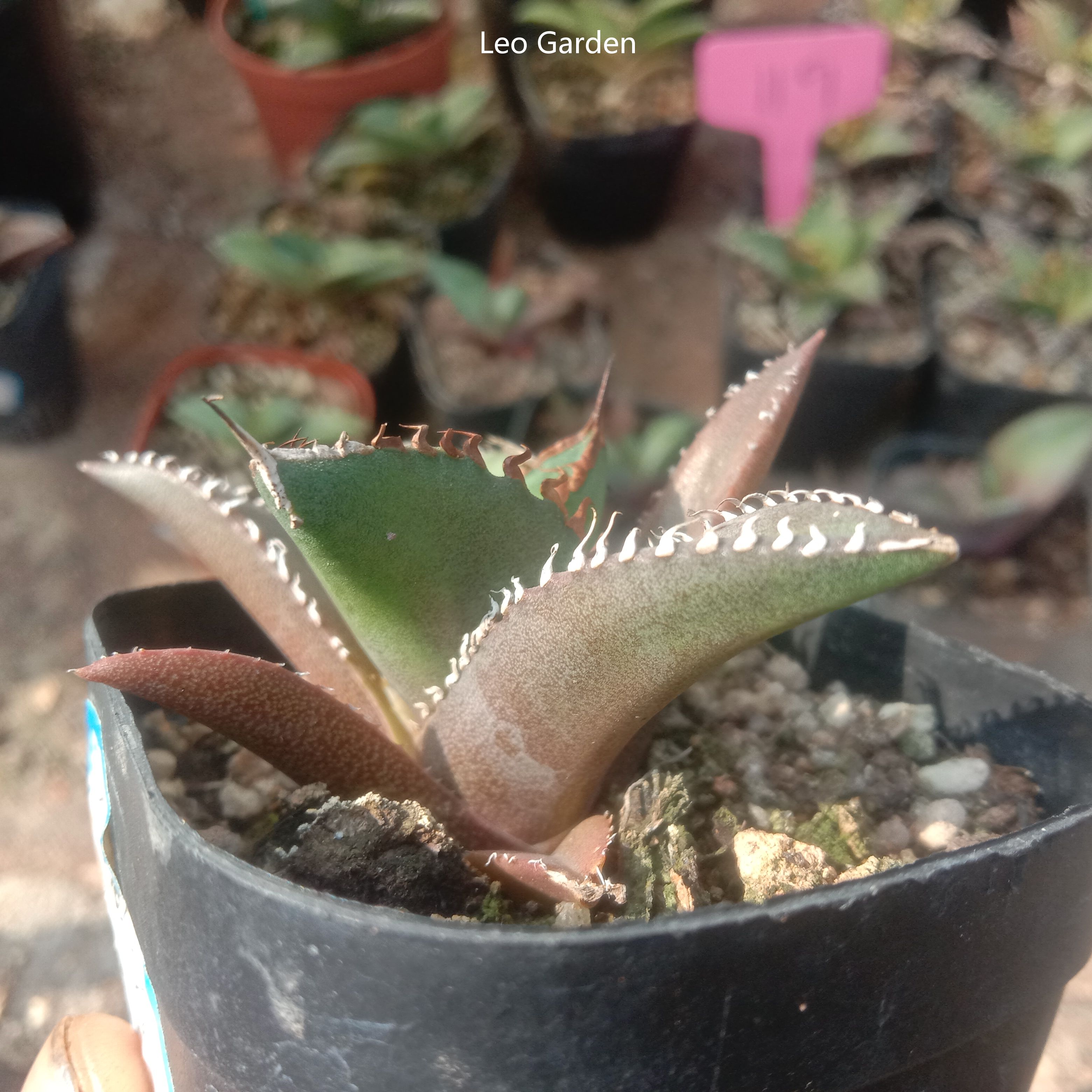 4-6cm Agave titanota Shark Sword（ tissue culture）