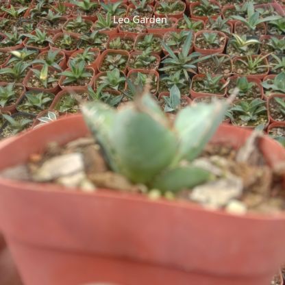 3-4cm Agave Titanota ‘Haou-ryu’