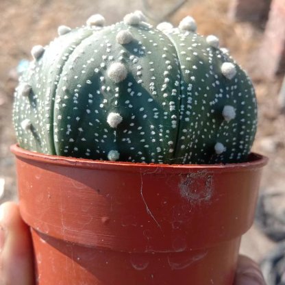 1pcs 8-10cm Astrophytum asterias