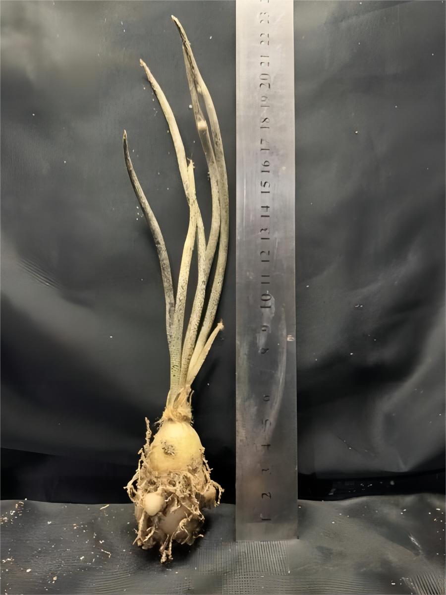 0.5-6cm cmAstrophytum caput medusae