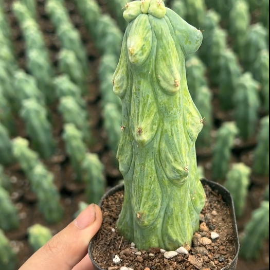 8-12cm Lophcereus Schottii Var.monstrosus
