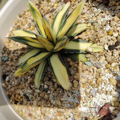 6-8cm Agave victoriae-reginae Sun King