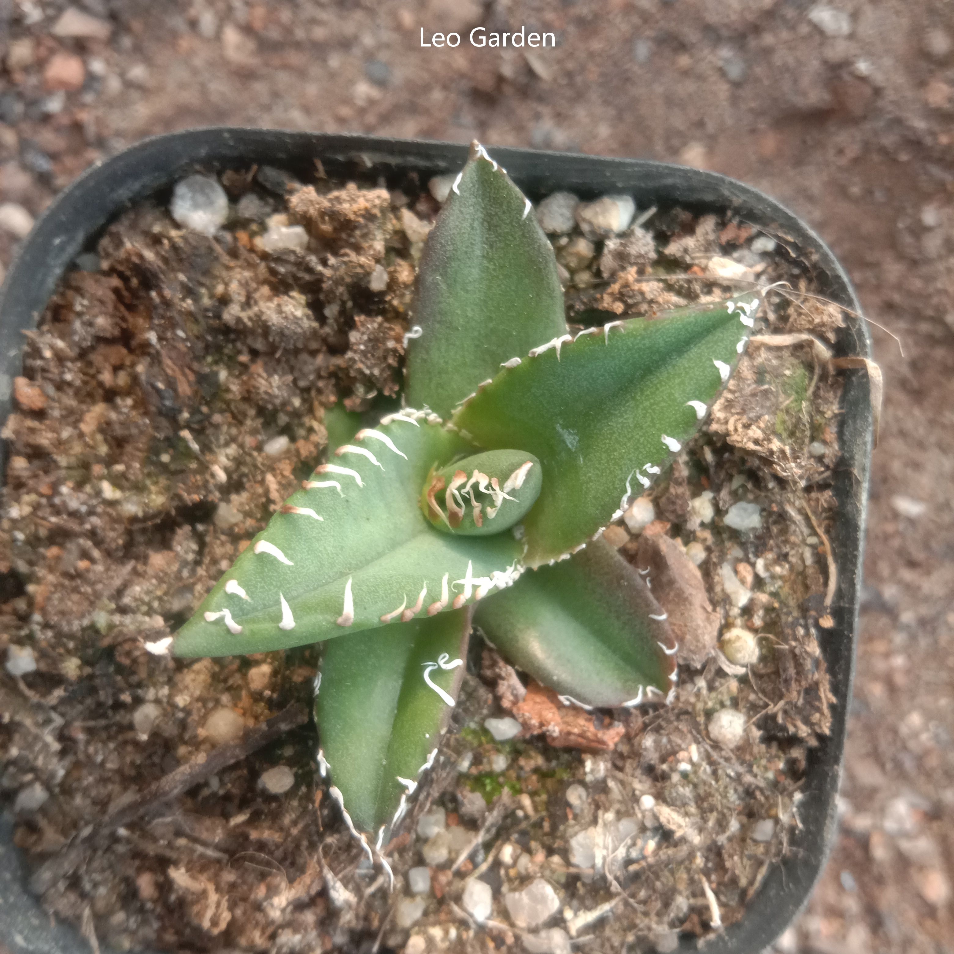 3-4cm Agave titanota “SAD”  （tissue culture）