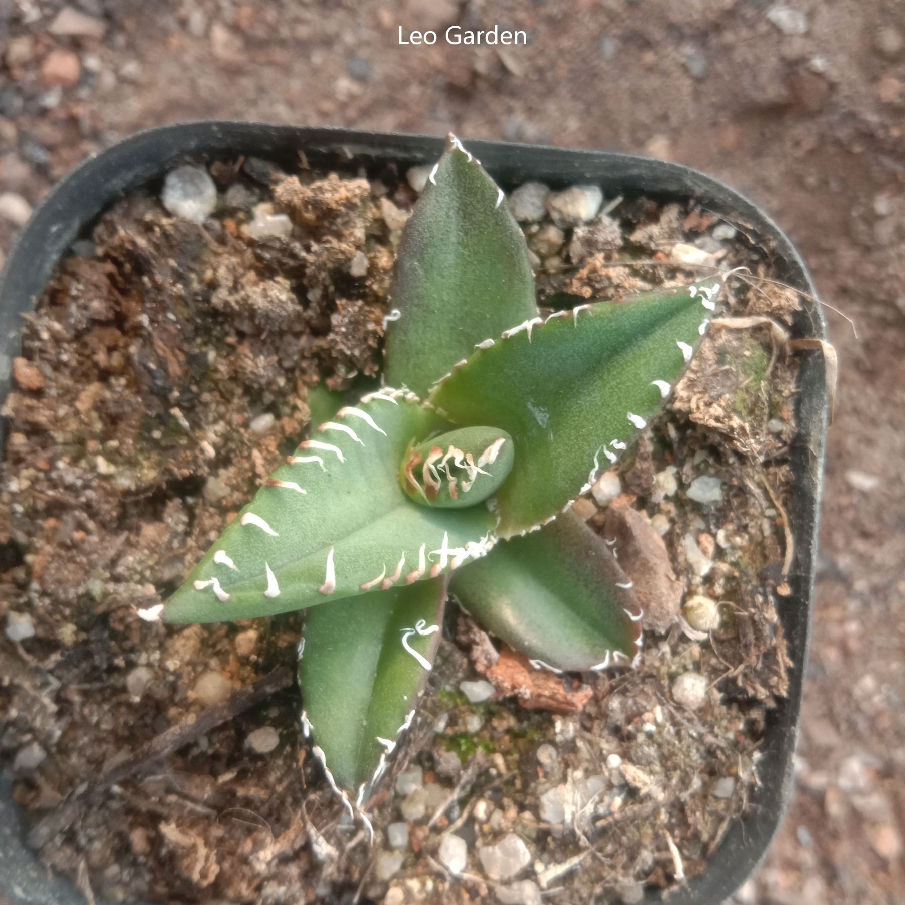 3-4cm Agave titanota “SAD”  （tissue culture）