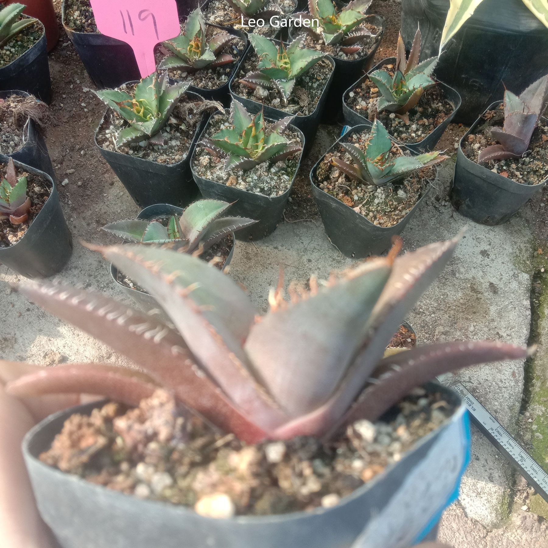 5-7cm Agave Titanota Black Panther（tissue culture）
