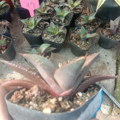 5-7cm Agave Titanota Black Panther（tissue culture）