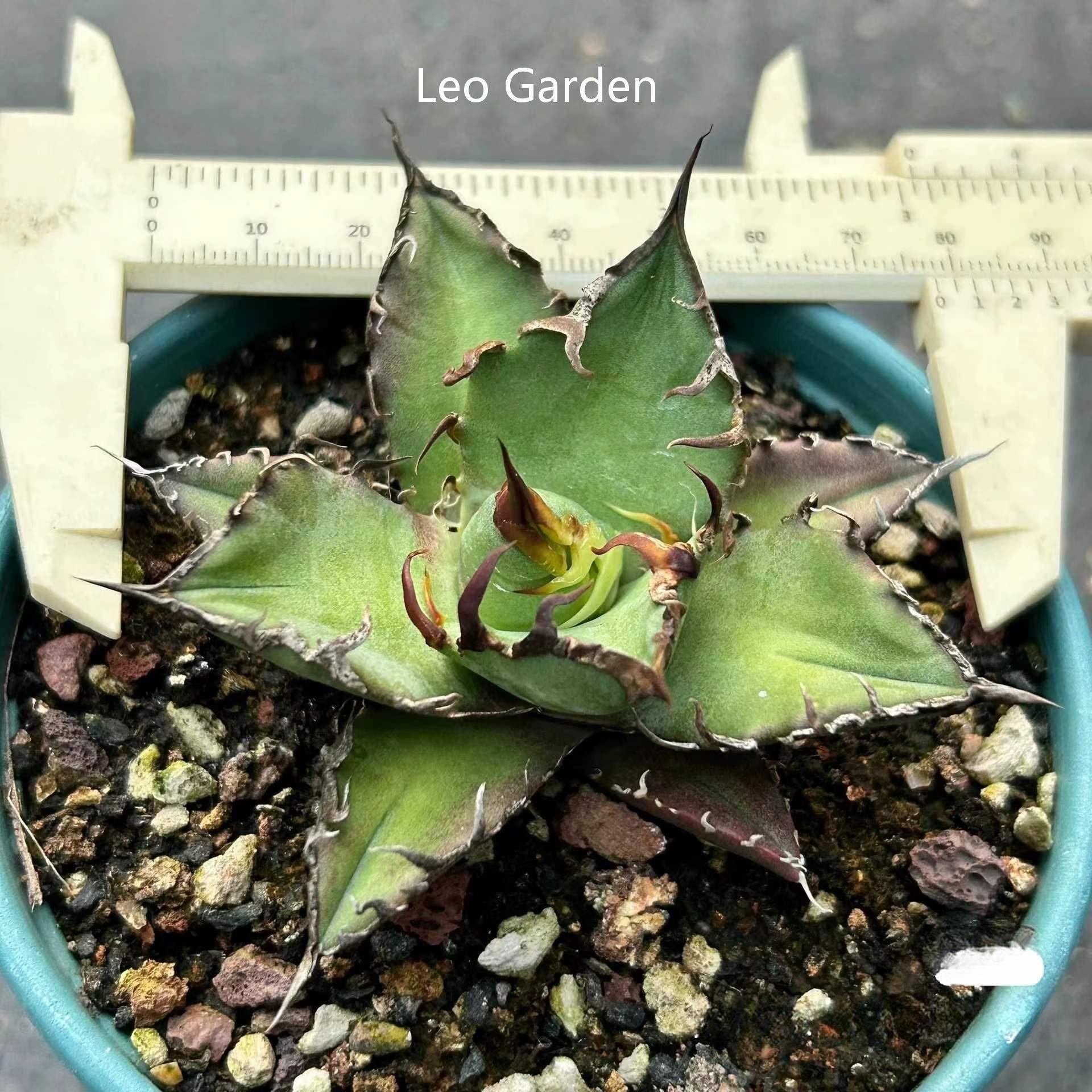 5-14cm Agave oteroi 'Red Catweezle'