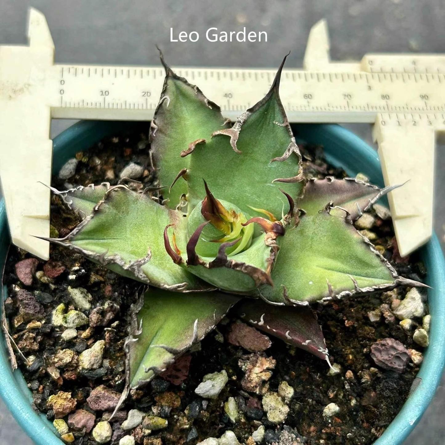 5-14cm Agave oteroi 'Red Catweezle'