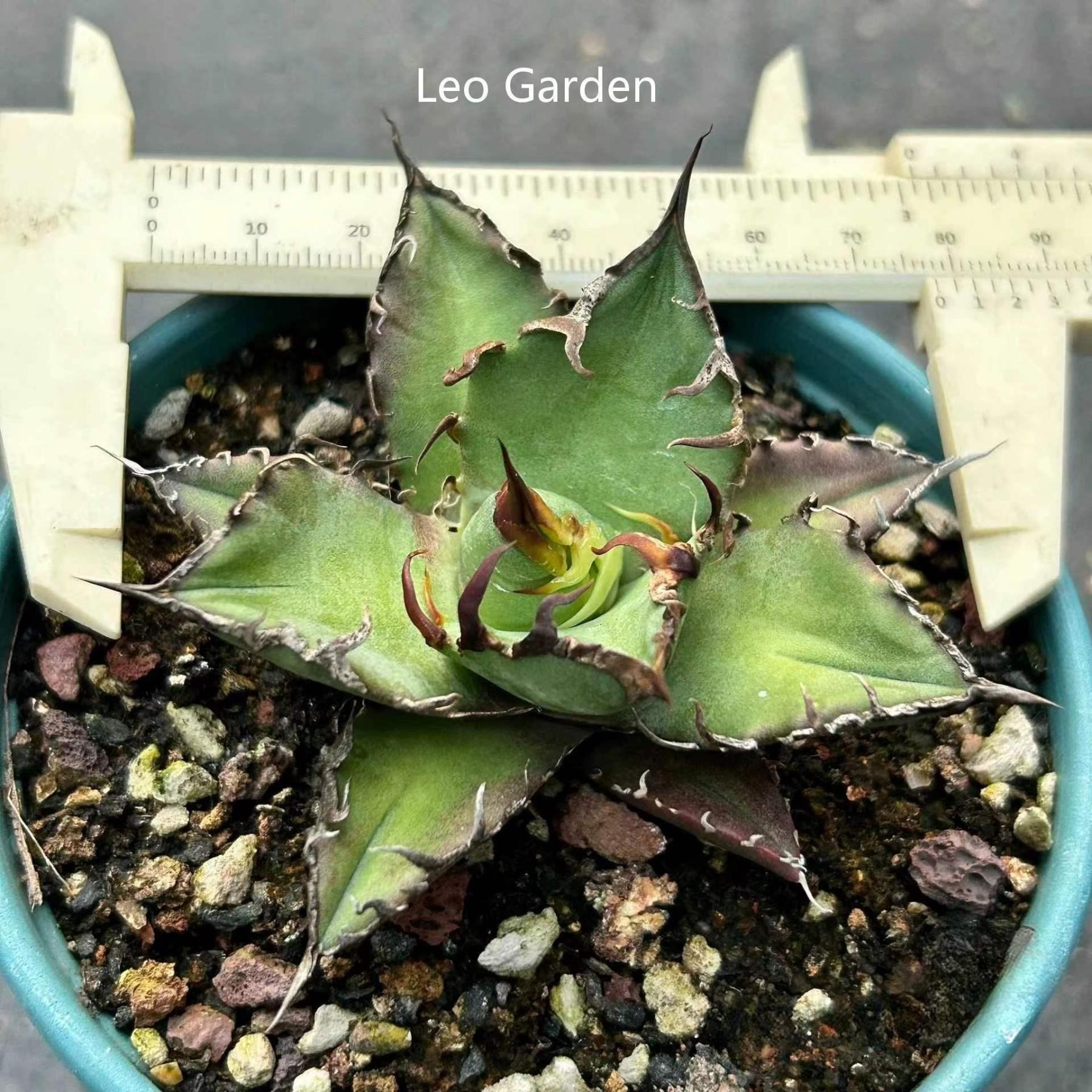 5-14cm Agave oteroi 'Red Catweezle'