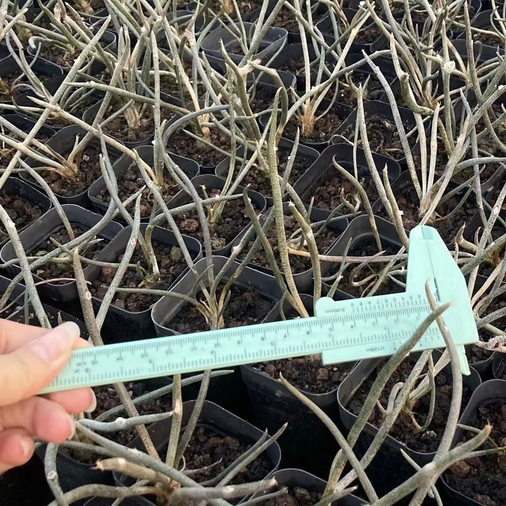 0.5-6cm cmAstrophytum caput medusae