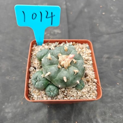 7-8cm（WYSIWYG）Lophophora williamsii spirochete（Hairy Monster）6-8 years old Number 1014