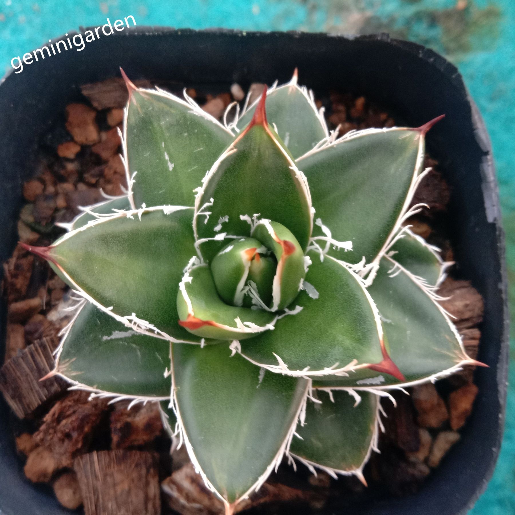 2-4cm Agave filifera var. compacta (A)