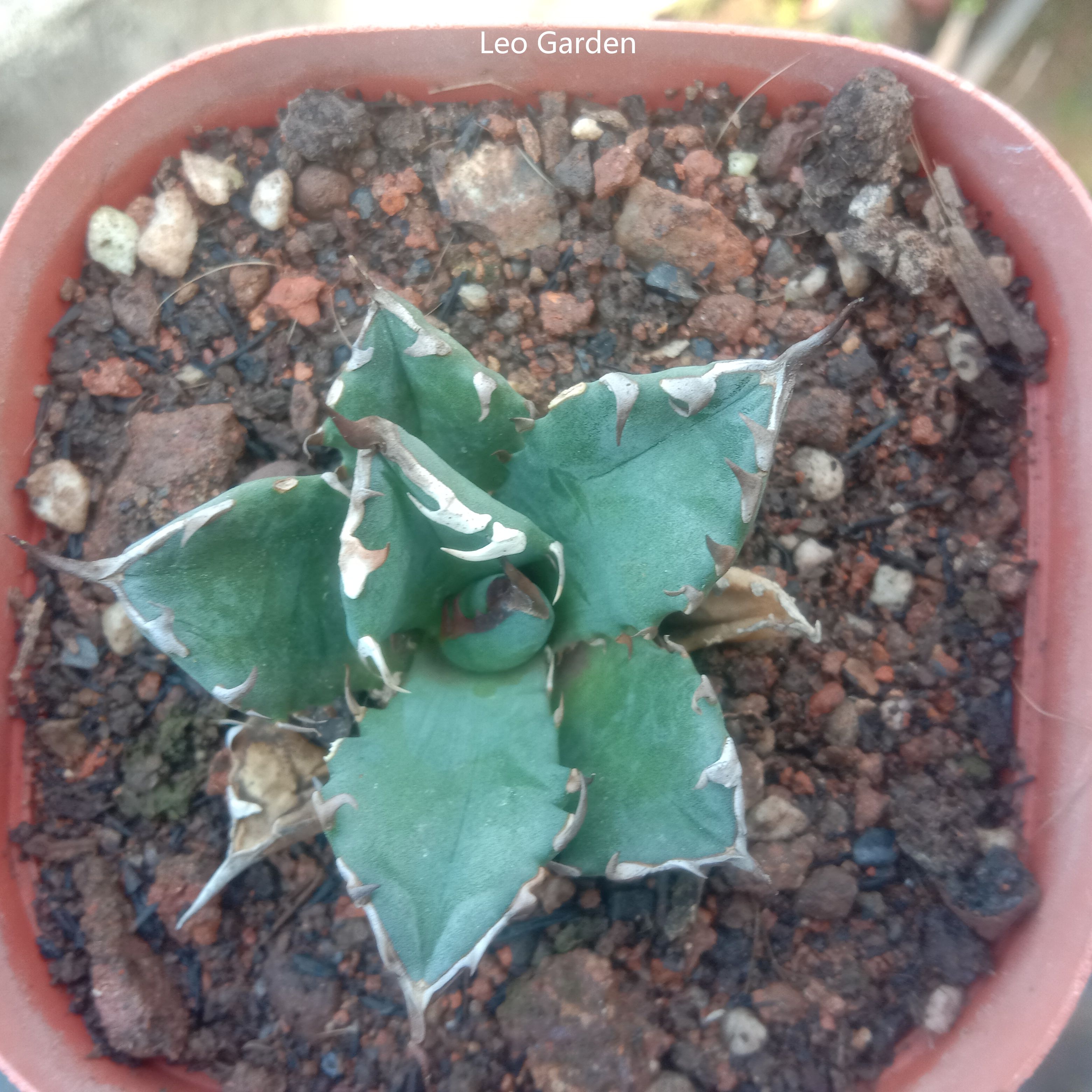3-4cm Agave Titanota 'Dwarf'（tissue culture）