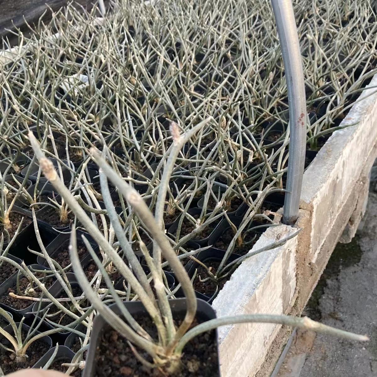 0.5-6cm cmAstrophytum caput medusae