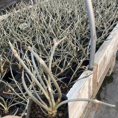 0.5-6cm cmAstrophytum caput medusae