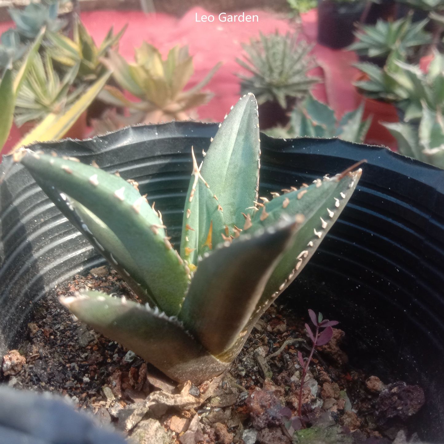 5-15cm Agave titanota “Aquaman”