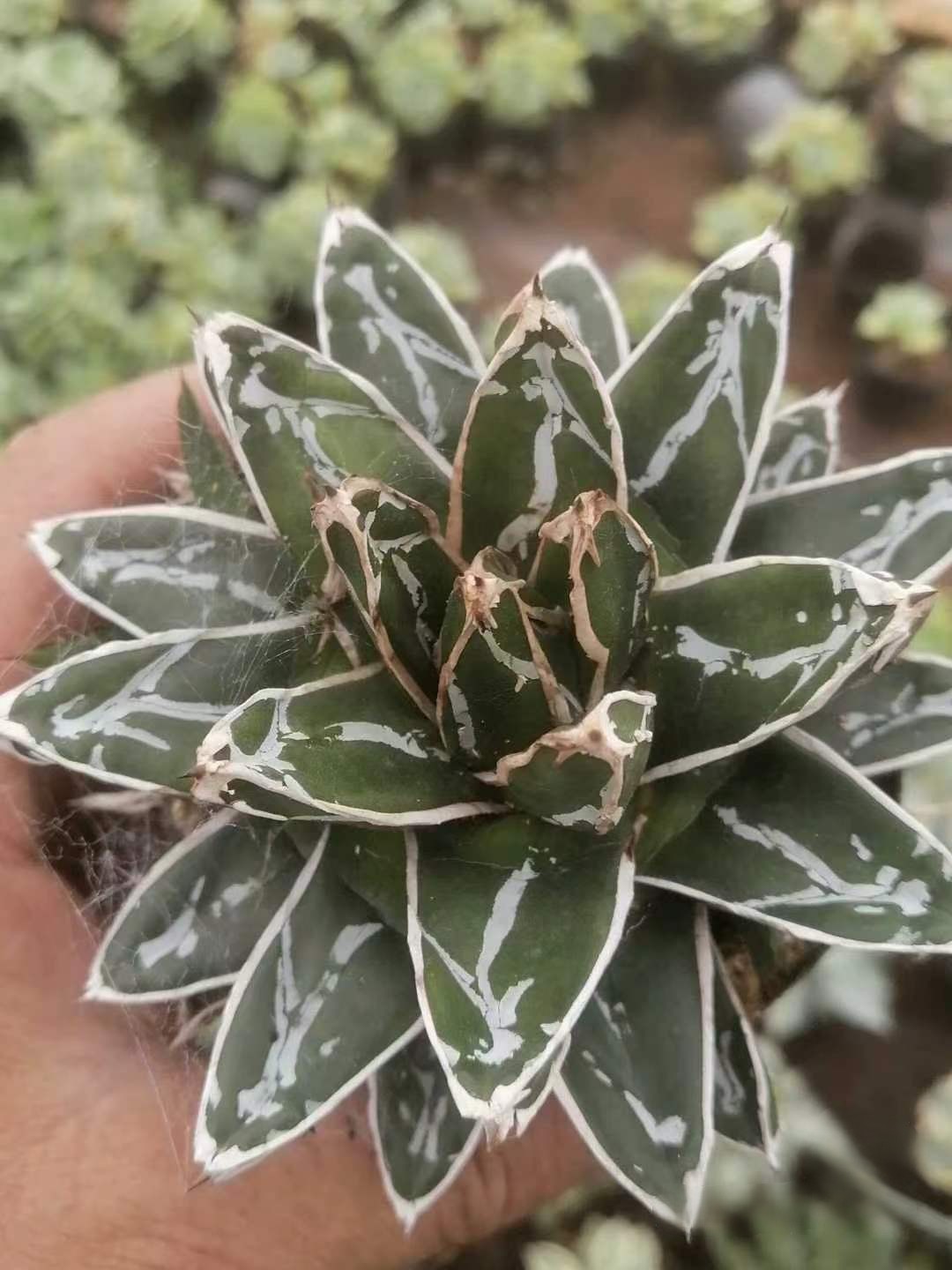 8-10cm Agave victoriae-reginae