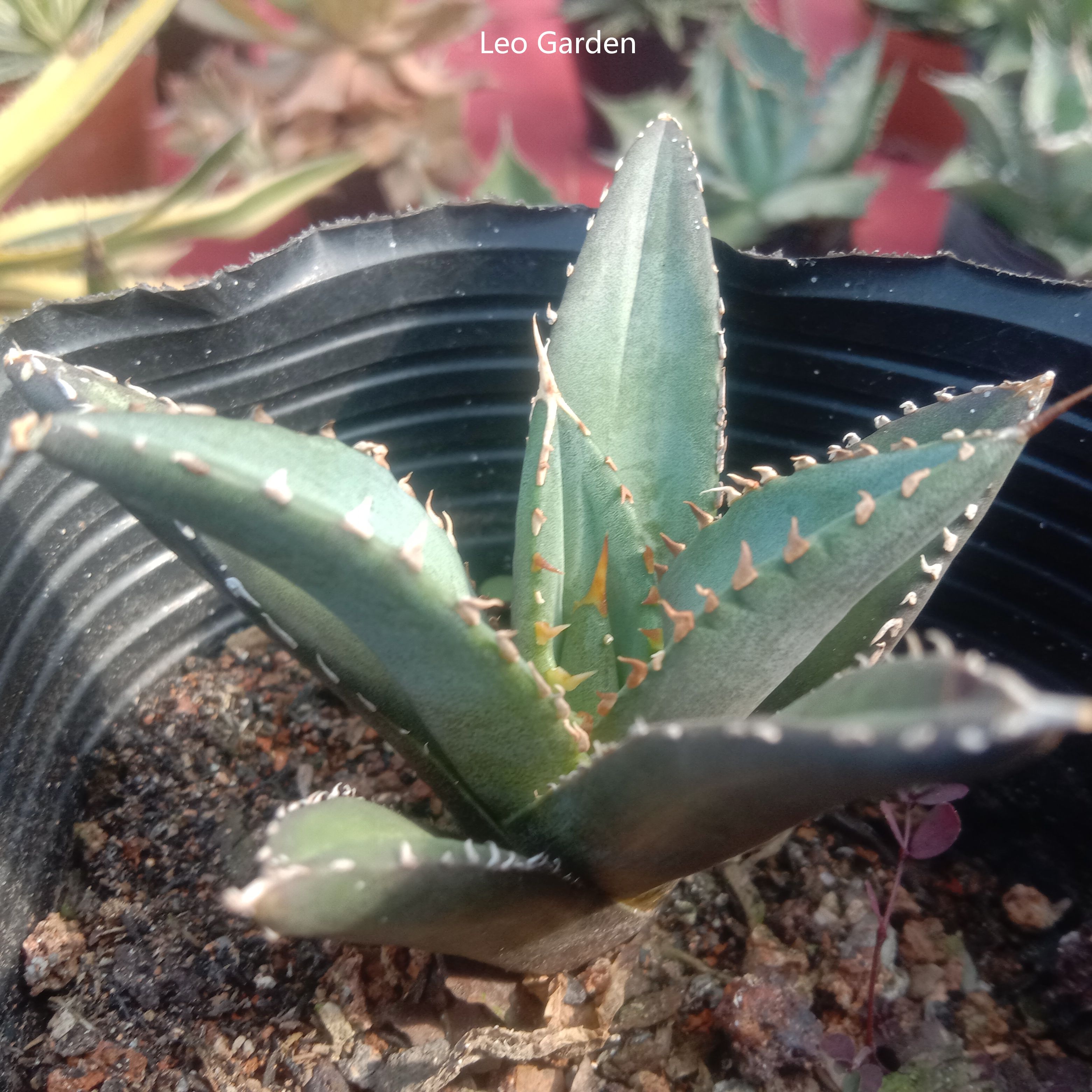 5-7cm Agave titanota “Aquaman”（tissue culture）