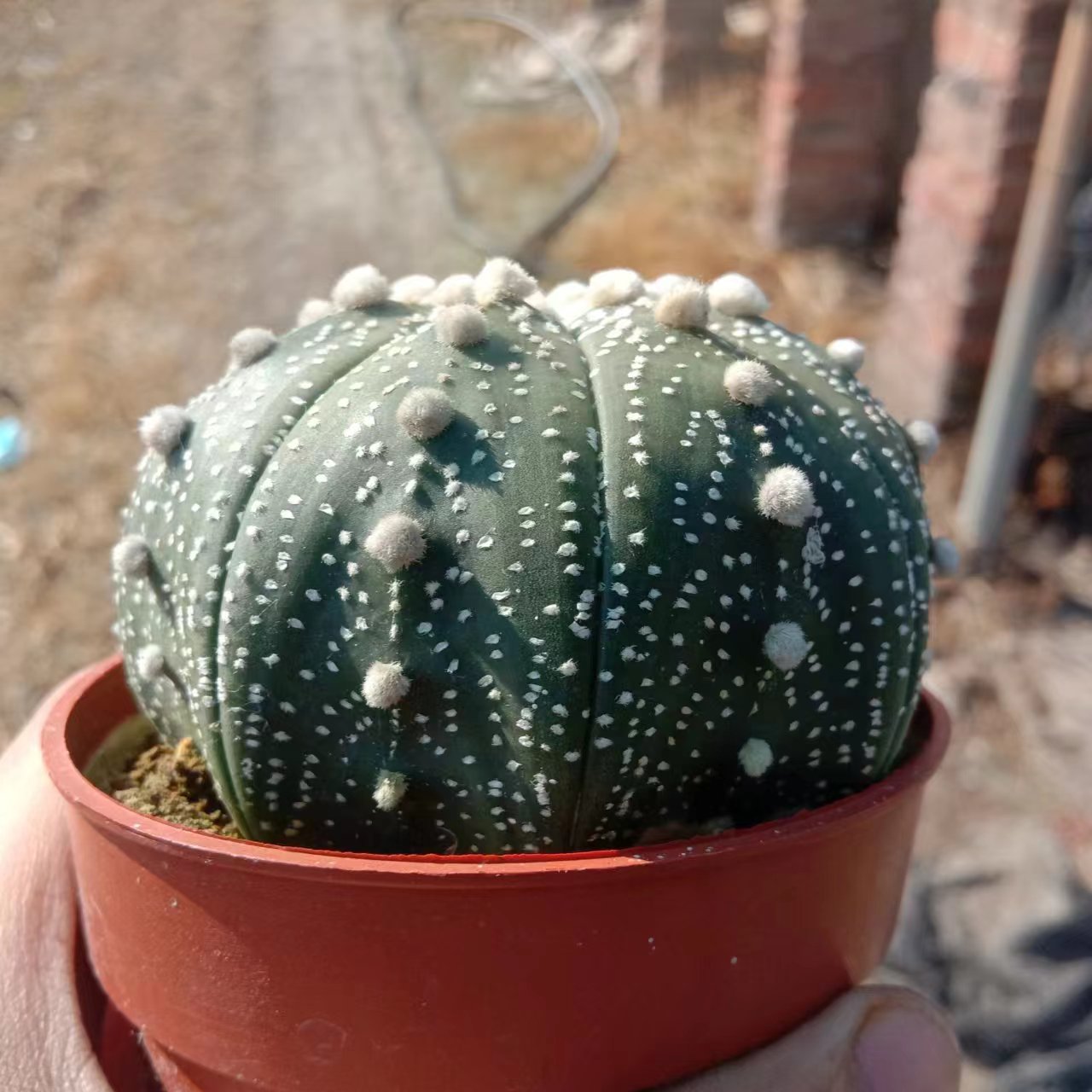 1pcs 8-10cm Astrophytum asterias